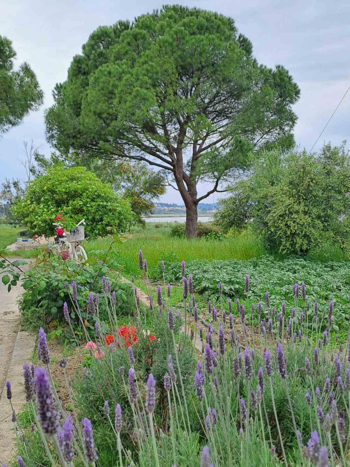 Maison Du Lac Kanoni  Esterno foto